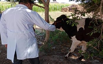   علاج ورش 94 ألف و 545 رأس ماشية ضمن جهود الطب البيطرى 