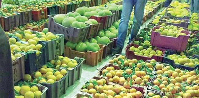 10 % زيادة في الصادرات الزراعية المصرية 