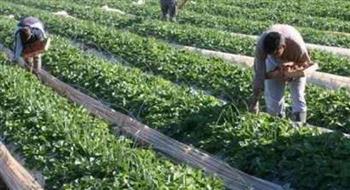   السعودية :تمنح الشركات المصدرة لها الحاصلات الزراعية مهلة ٩٠ يوما 