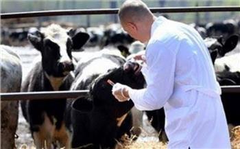 الحكومة تنفى انتشار «حمى الوادى المتصدع» بين الماشية