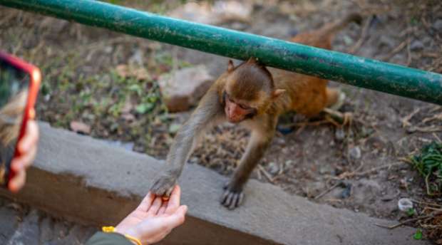 «بيعض ويخربش»..  حديقة الحيوان تحذر من القرود الهاربة