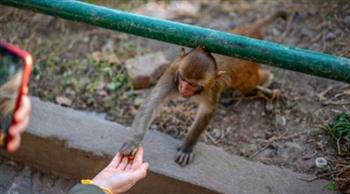   «بيعض ويخربش»..  حديقة الحيوان تحذر من القرود الهاربة 