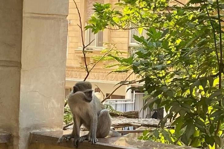 ضبط مالك القرود الهاربة في حدائق الأهرام