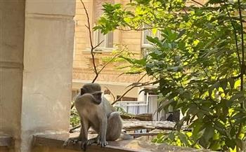   ضبط مالك القرود الهاربة في حدائق الأهرام