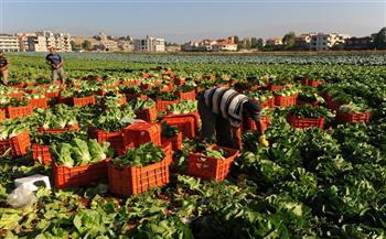ارتفاع صادرات مصر الزراعية لأكثر من 4.4 مليون طن