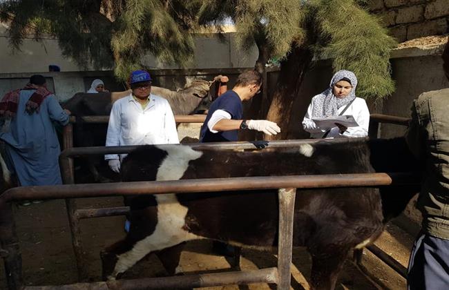 معهد التناسليات الحيوانية ينظم قافلة بيطرية مجانية بالمنوفية