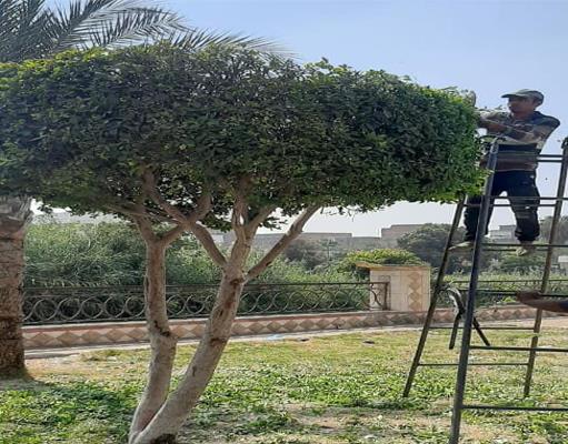 تجميل مدخل مدينة بني سويف