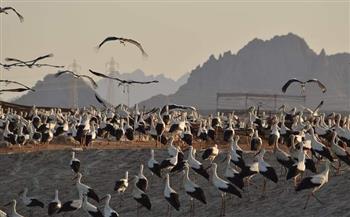   وزيرة البيئة: رصد أولى أسراب الطيور المهاجرة بمحميات جنوب سيناء