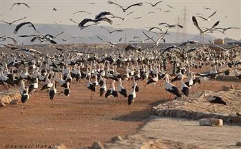   فؤاد: عبور الطيور المهاجرة بمحميات جنوب سيناء يؤكد على سلامة النظم البيئية