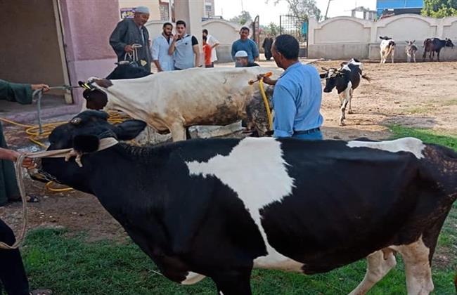 «بيطري البحيرة»:استخراج ٢٦ألف بطاقه تسجيل حيوان وبدل فاقد خلال شهر يوليو الماضي
