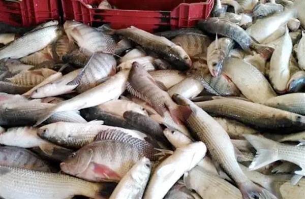 استقرار أسعار السمك في الأسواق