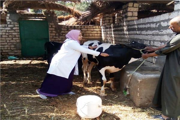 بيطرى قنا ينتهى من تحصين 50 ألف حيوان ضد مرض الحمى القلاعية