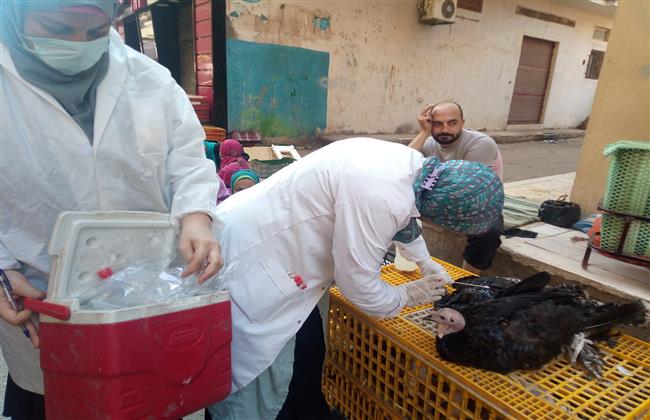 تحصين ٧٢٨٢  رأس ماشية بلقاح الحمى القلاعية والوادى المتصدع بالبحيرة