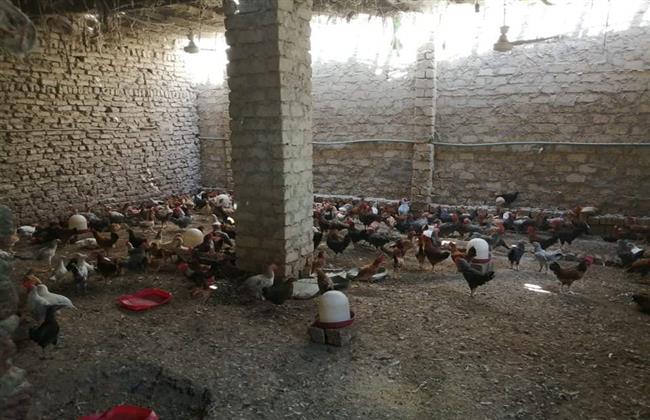 ضبط  ٧ مزارع دواجن غير مرخصة بالأقصر