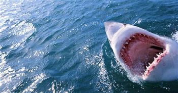   رد «الصحة» عن مصاب هجوم القرش بالساحل الشمالي