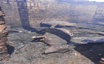 نفوق 44 رأس ماشية في حريق 3 حظائر بالمنيا والسبب «خبز البتاو»