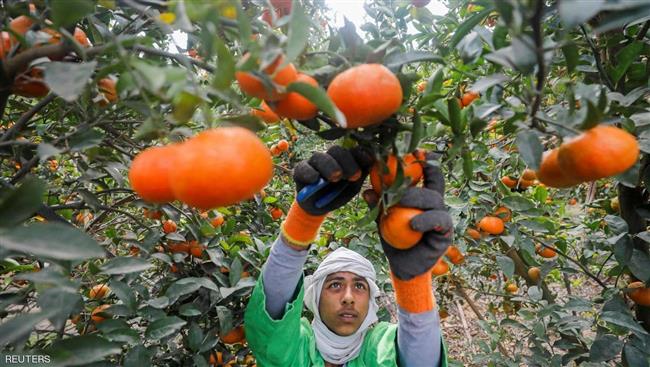 التمثيل التجاري: فرص لزيادة صادرات غذائية مصرية لكندا