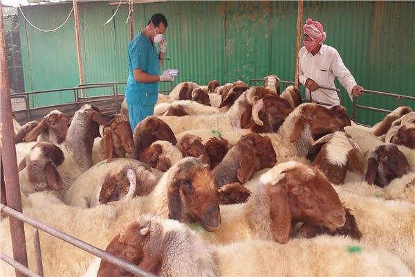 بدء الحملة القومية للتحصين ضد مرض طاعون الأغنام والماعز بالمنيا