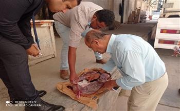 تموين الاسكندرية: ضبط ١١ طن كبدة و مصنعات لحوم منتهية الصلاحية 