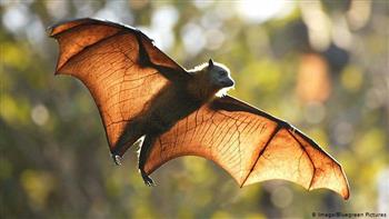   دراسة: الخفافيش تهدد بتفشي وبائي جديد يشبه كورونا 
