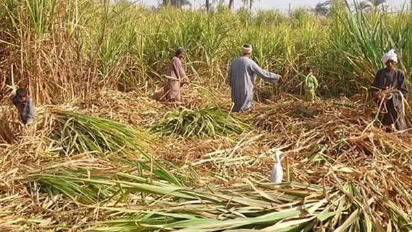 نقيب الفلاحين: مزارعو القصب يزرعون الحلو ويشربون المر