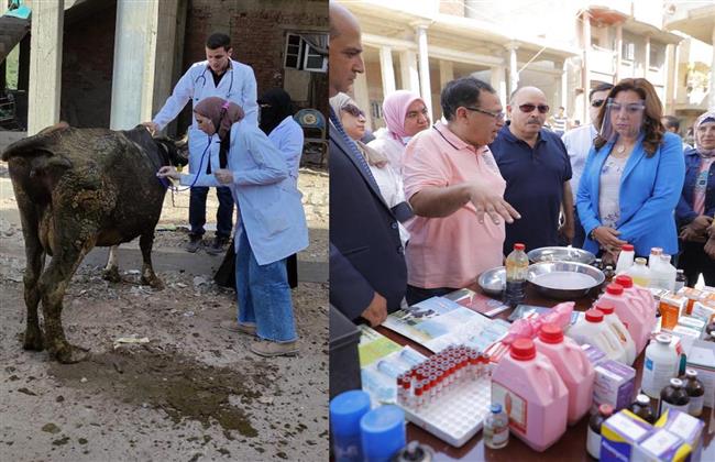 الزراعة تفحص وتعالج أكثر من 5  الاف رأس ماشية مجانا بدمياط
