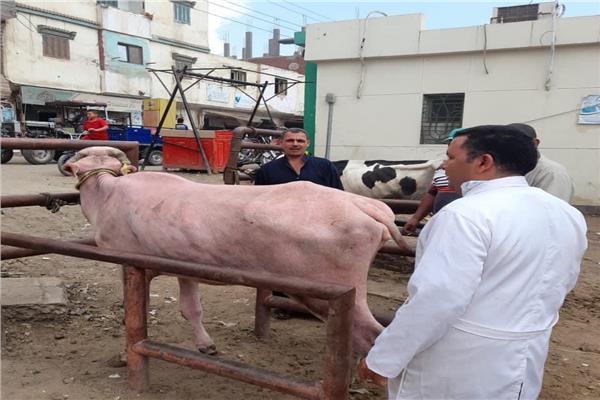 تحصين 238 ألف رأس ماشية ضد الحمى القلاعية بالغربية