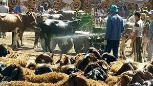 قافلة بيطرية مجانية للكشف علي الماشية بزفتي