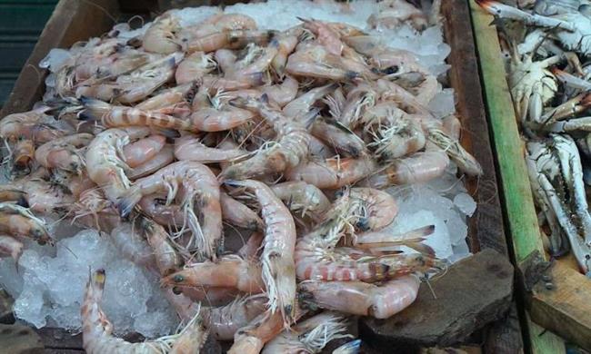 ضبط 2 طن جمبرى فاسد فى القاهرة