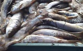   ضبط 5 أطنان سمك فاسدة قبل بيعها للمواطنين بالقاهرة