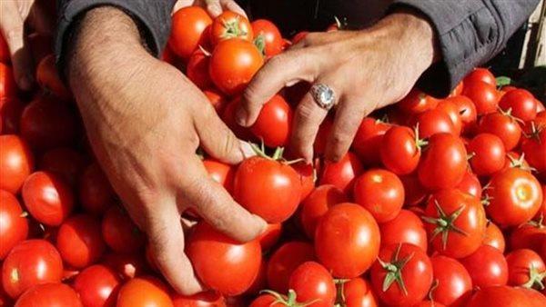طماطم وبطاطس بأسعار أقل 20% من السوق في المجمعات الاستهلاكية