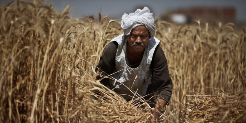 في عيده الـ 69.. توسعات في دعم وتطوير حياة الفلاح| انفوجراف