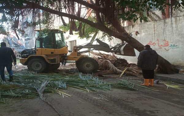 حي وسط الأسكندرية ينجح في التعامل مع حادث سقوط نخلة وشجرة بمحطة الرمل