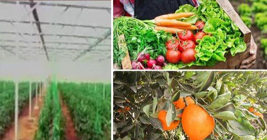 الخيار والطماطم.. الزراعة: ارتفاع أسعار بعض الخضروات نتيجة تأثرها بحالة الطقس