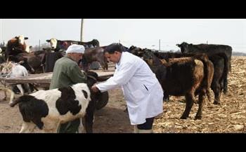 تحصين 338 رأس ماشية ضد الأمراض المعدية في رشيد