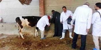بيطرى البحيرة : تحصين 1300 رأس ماشية ضد الأمراض المعدية في حوش عيسى