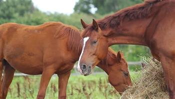   المنظمة العالمية للصحة الحيوانية تعلن خلو مصر من مرض أنيميا الخيول المعدي