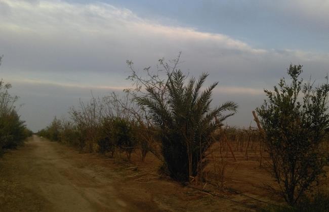المورينجا الشجرة المعجزة تعالج كثير من الأمراض .. إنفوجراف