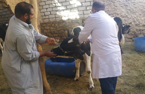 بيطرى البحيرة: تحصين 2200 رأس ماشية ضد الأمراض المعدية فى أبو المطامير