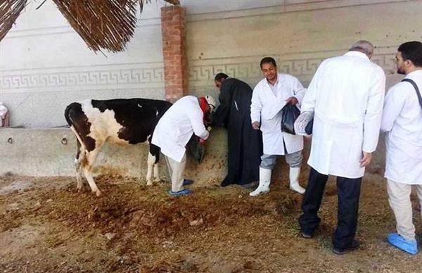 بيطري البحيرة: تحصين 650 رأس ماشية ضد الأمراض المعدية في الرحمانية