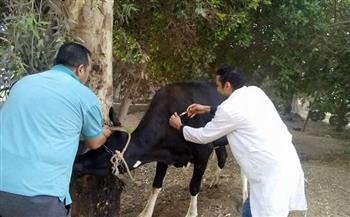   بيطري البحيرة: تحصين 500 رأس ماشية ضد الأمراض المعدية في بدر