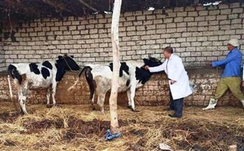   بيطري البحيرة: تحصين 300 رأس ماشية ضد الأمراض المعدية في رشيد