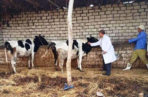 بيطري البحيرة: تحصين 300 رأس ماشية ضد الأمراض المعدية في رشيد
