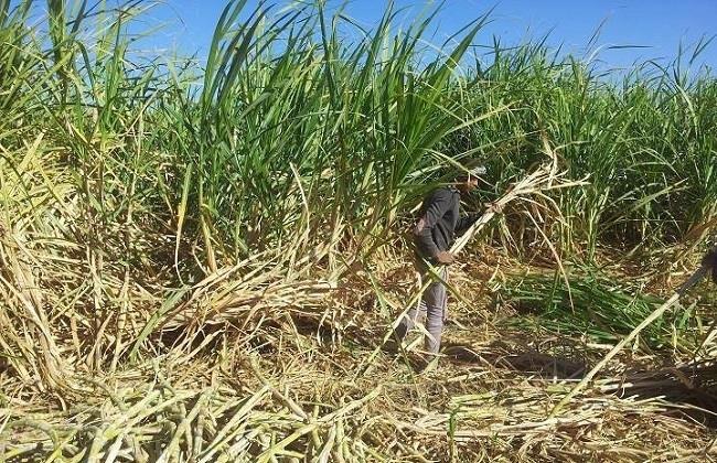  «التموين»: توريد 1.18 مليون طن قصب سكر حتى الآن