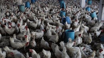   هولندا.. إعدام أكثر من 200 ألف كتكوت في مزرعتين مصابتين بإنفلونزا الطيور
