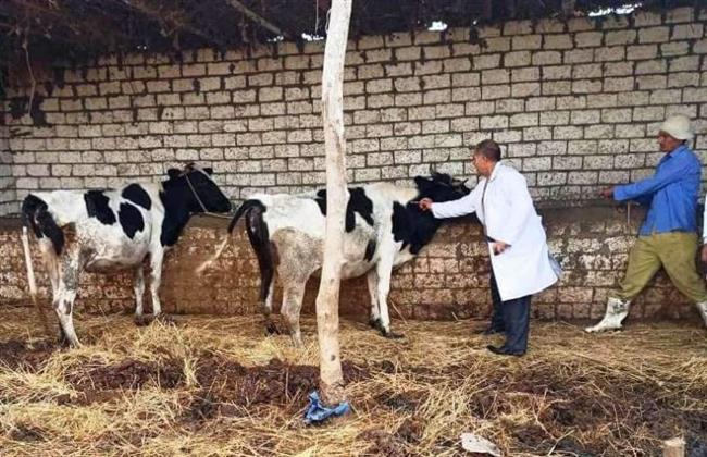 بيطرى البحيرة: تحصين 1200 رأس ماشية ضد الأمراض المعدية فى رشيد