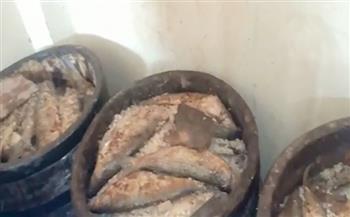 ضبط مصنع فسيخ بدون ترخيص بمركز ادكو بالبحيرة