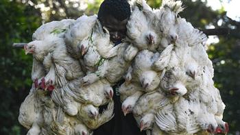   ناميبيا ترصد سلالة مميتة من إنفلونزا الطيور قد تصيب البشر