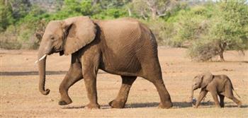   فيل يهاجم شخصاً ويقتله أمام أصدقائه الثلاثة في أوغندا