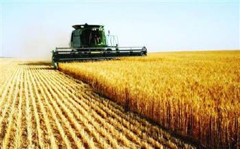 زراعة 126 ألفًا و266 فدانًا من محصول القمح بالمنوفية